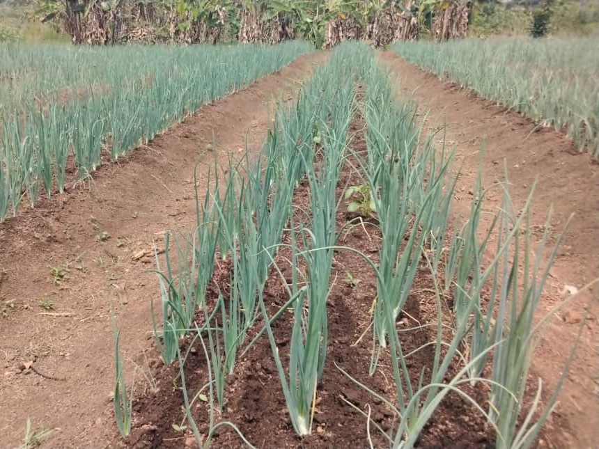 Rows of onion plants.