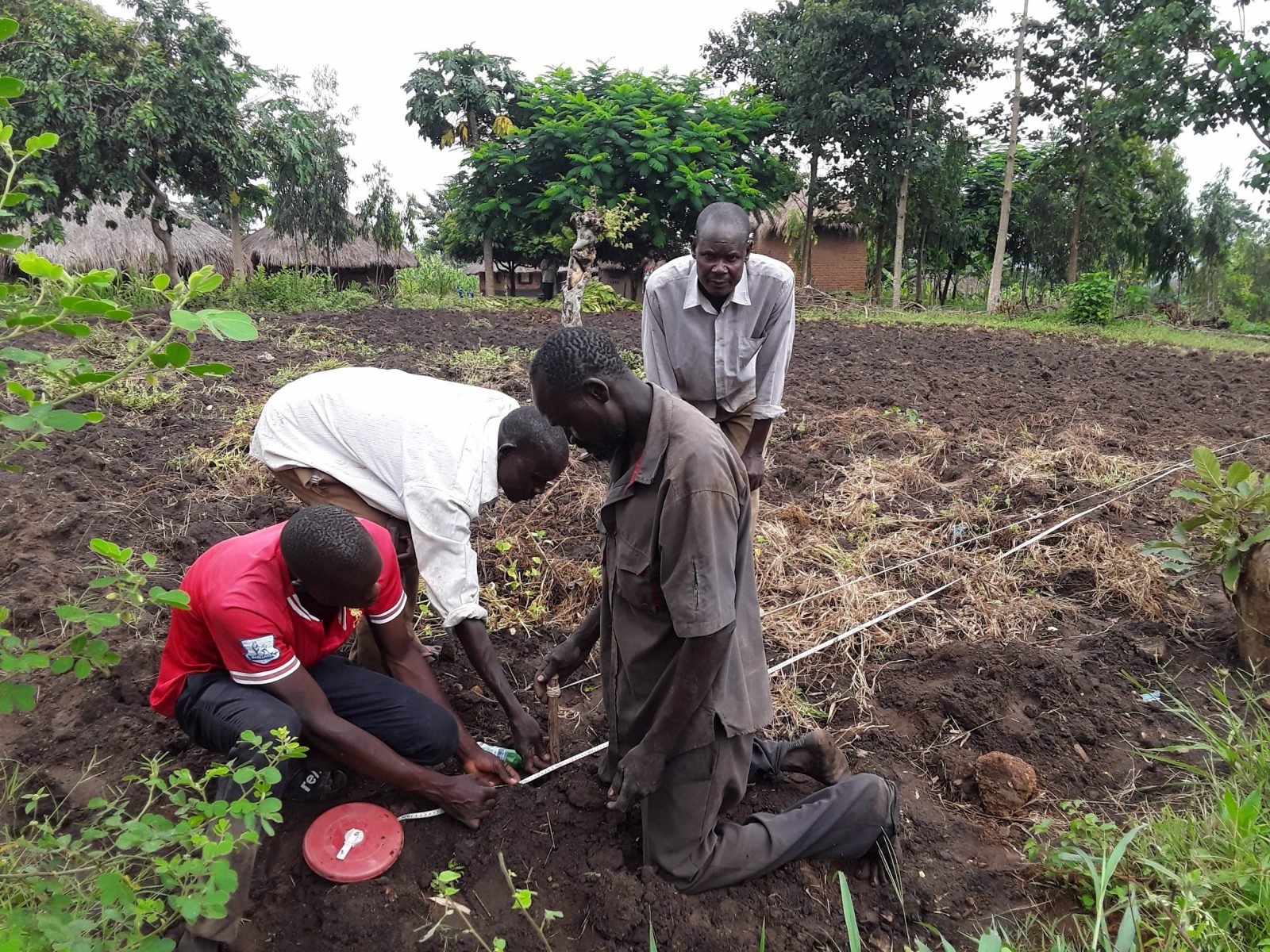 four men in field, measuring land, garden, planting