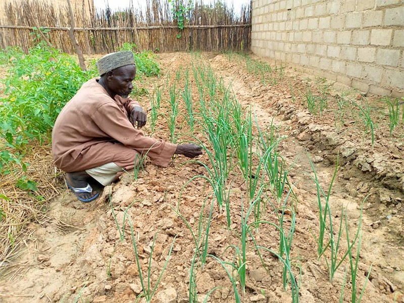 farmer Mohammed Ussani Ladan with his onion crop