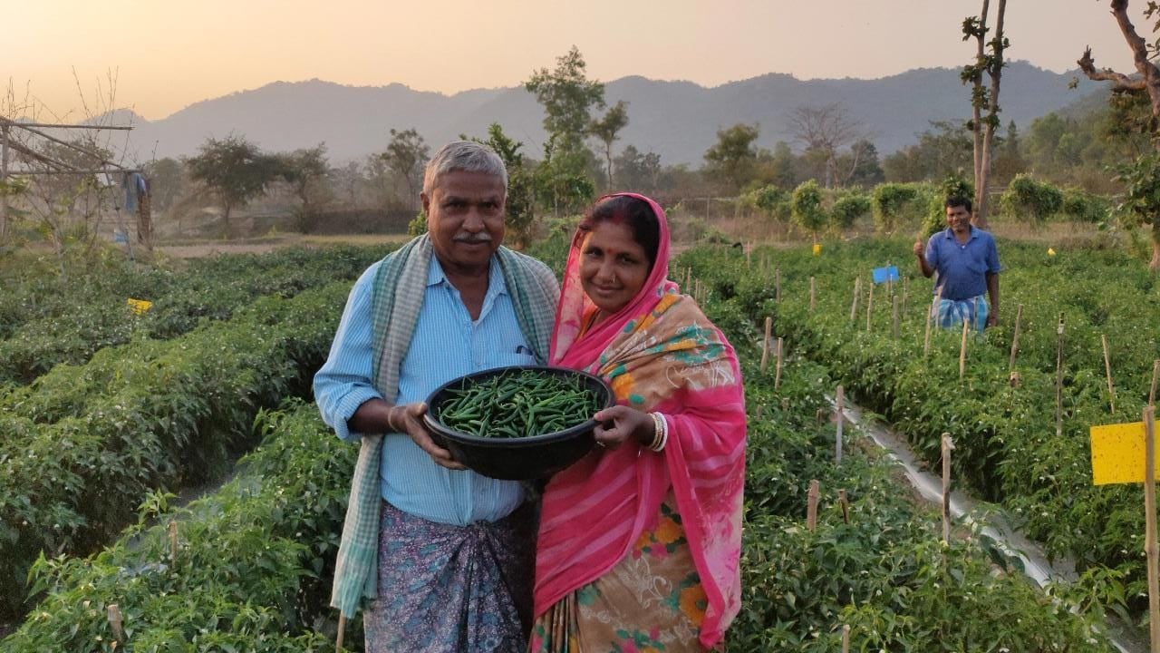 Dinesh Chandra with his wife after his first harvest of hot peppers, smiling as they have tackled the fluctuating vegetable price