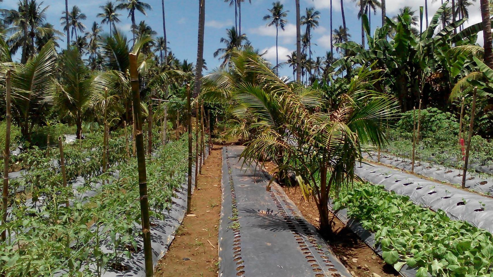 Coconut trees with vegetable intercropping