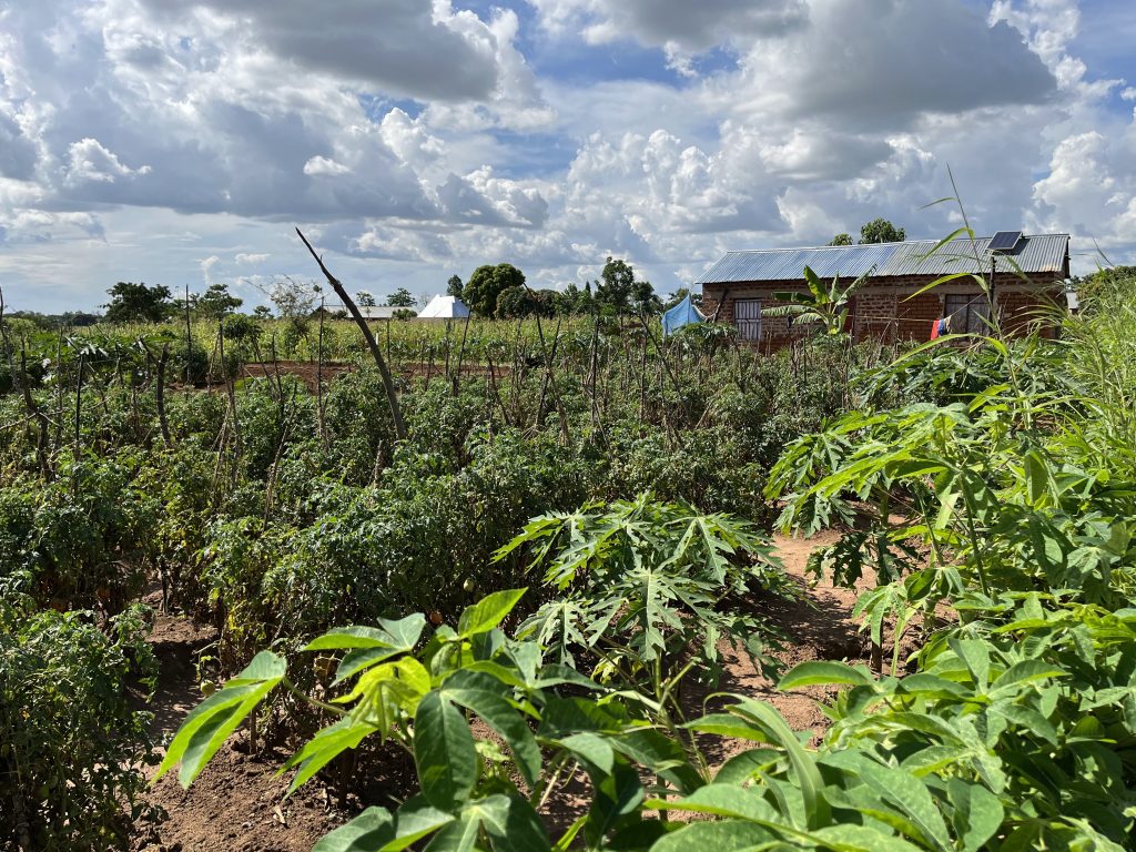Tanzania farm