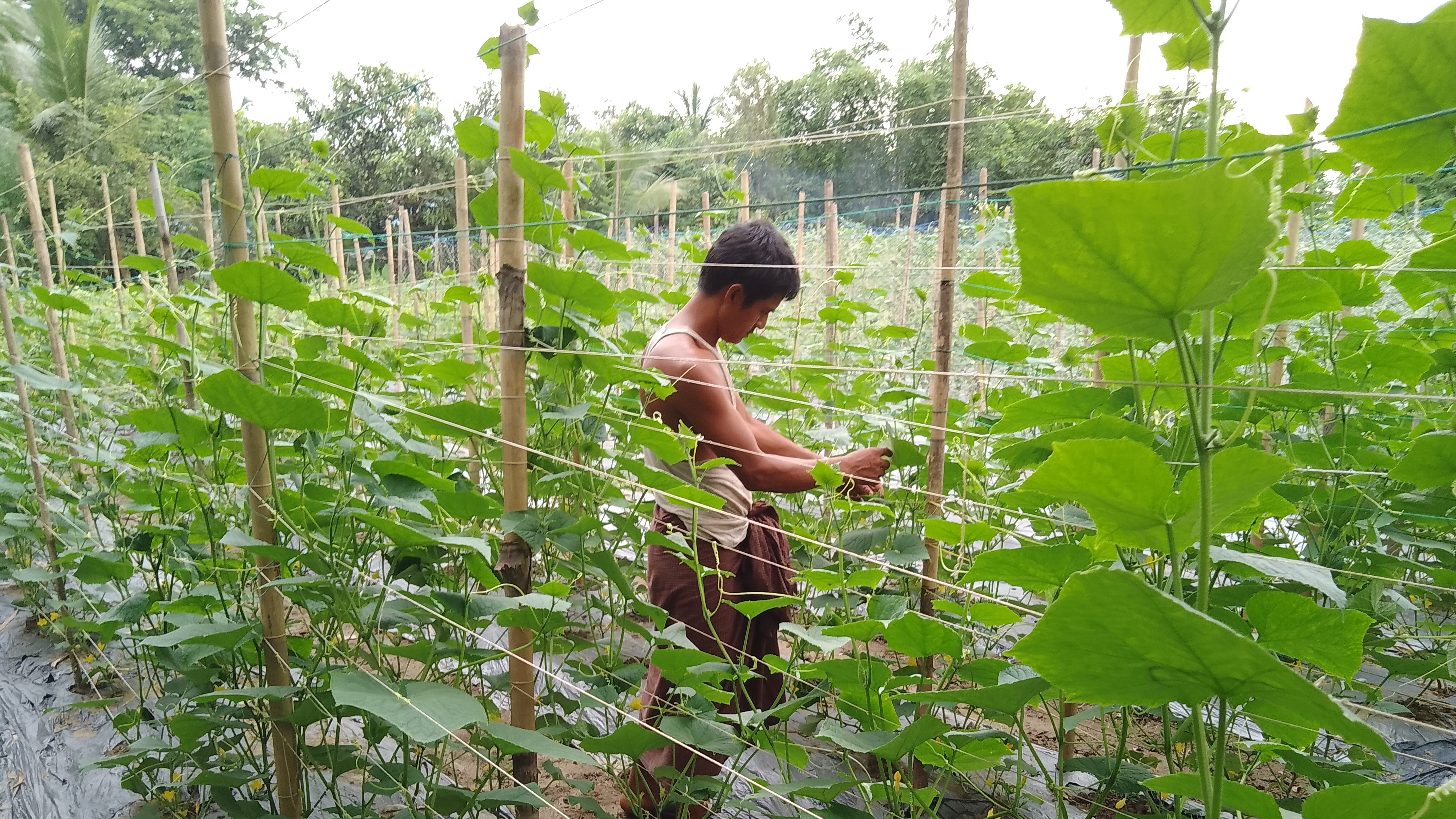 A farmer in Myanmar checks on his plants