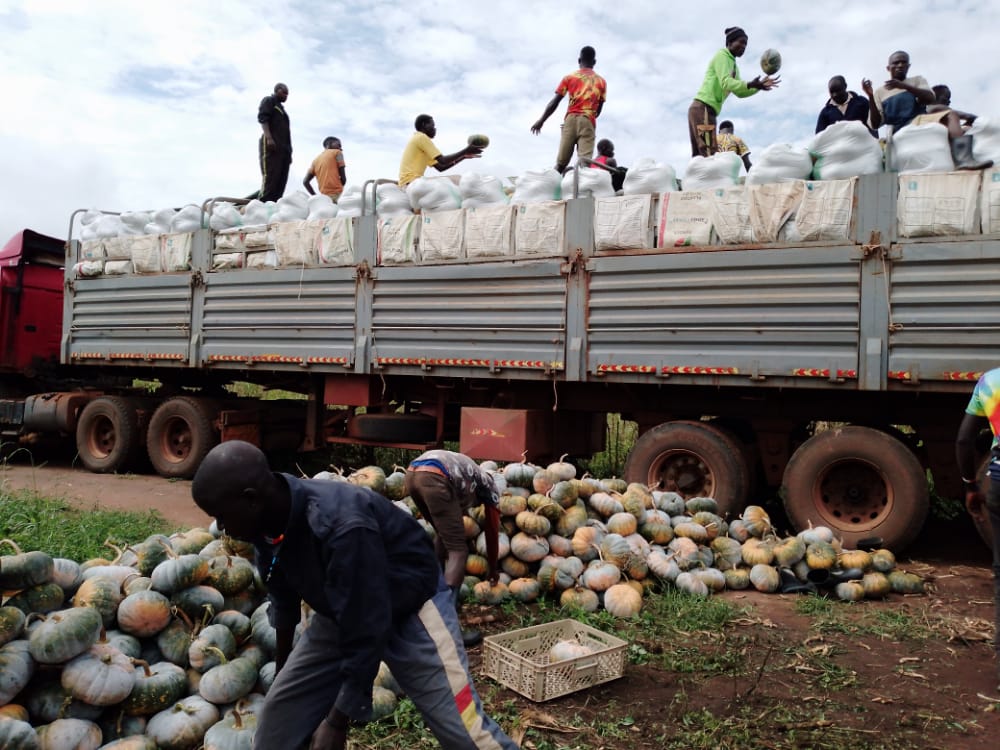 Loading pumpkins onto a large truck in Uganda