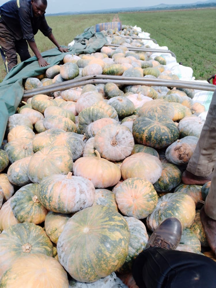 Pumpkins loaded on a large truck in Uganda