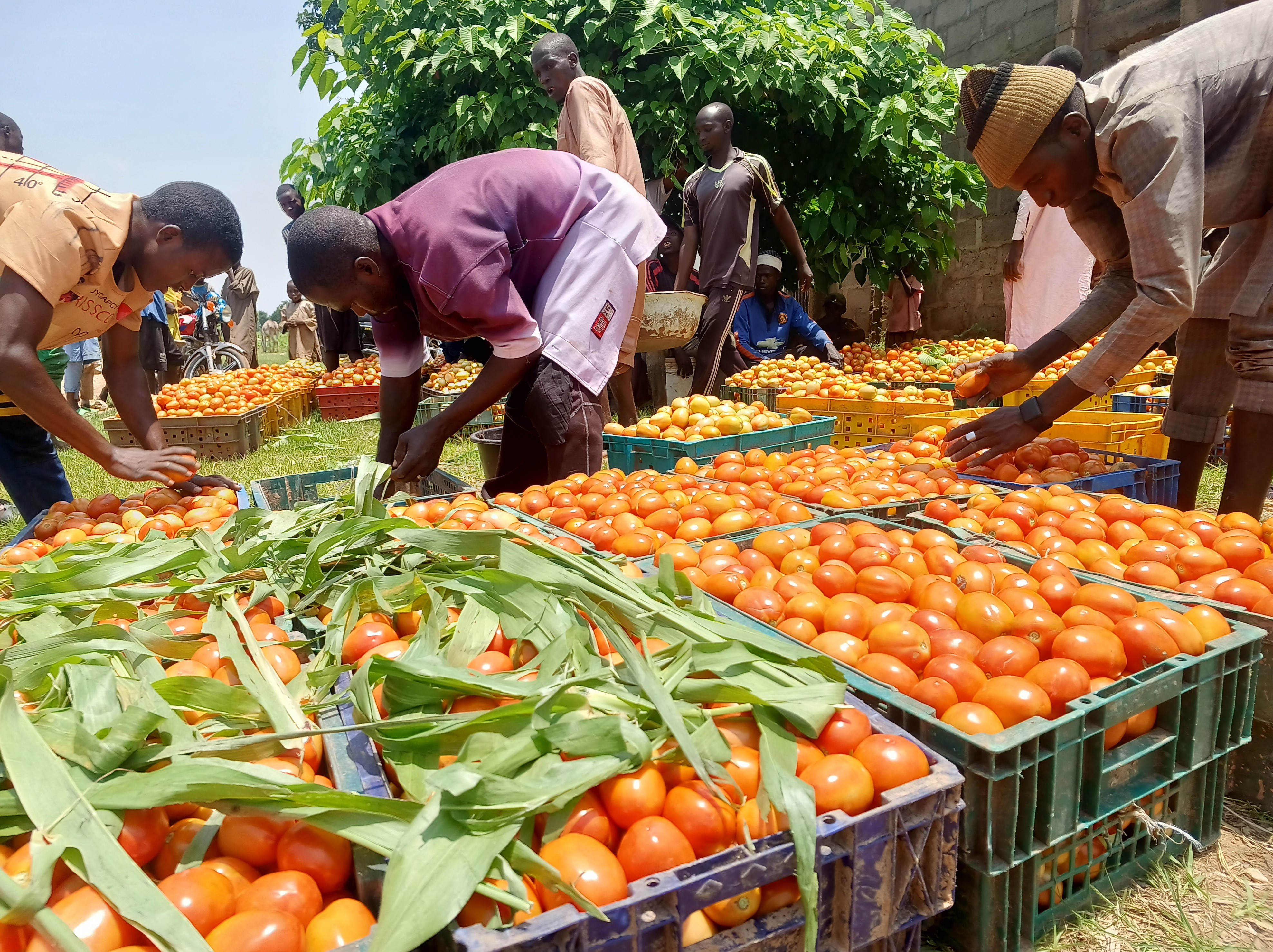 farmers packing tomatoes in Bunkure, Nigeria