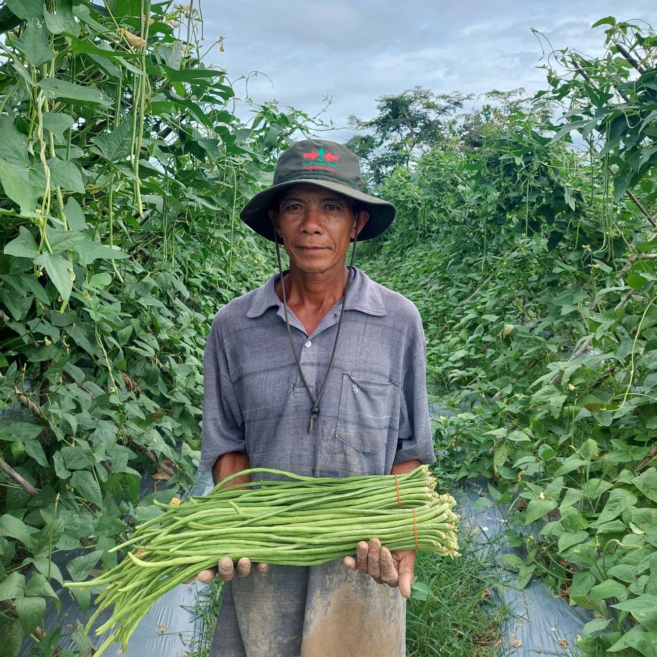Farmer Mok Chem holds yard long beans in his field