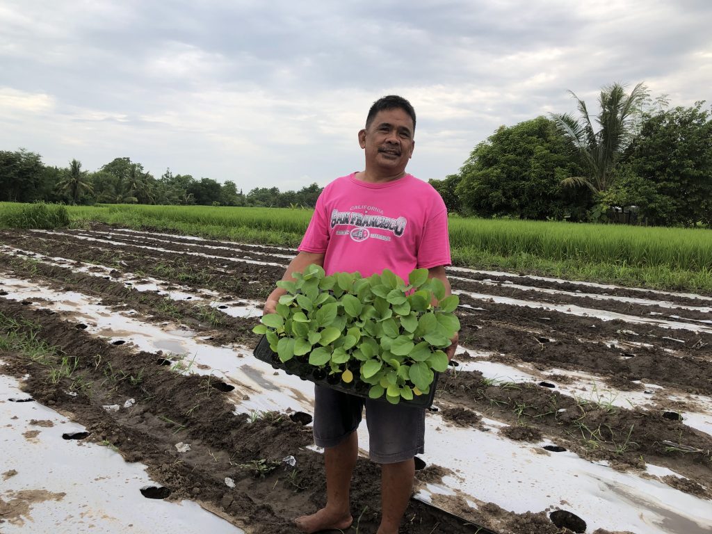 A rice farmer stands with a tray of vegetable seedlings in his field.