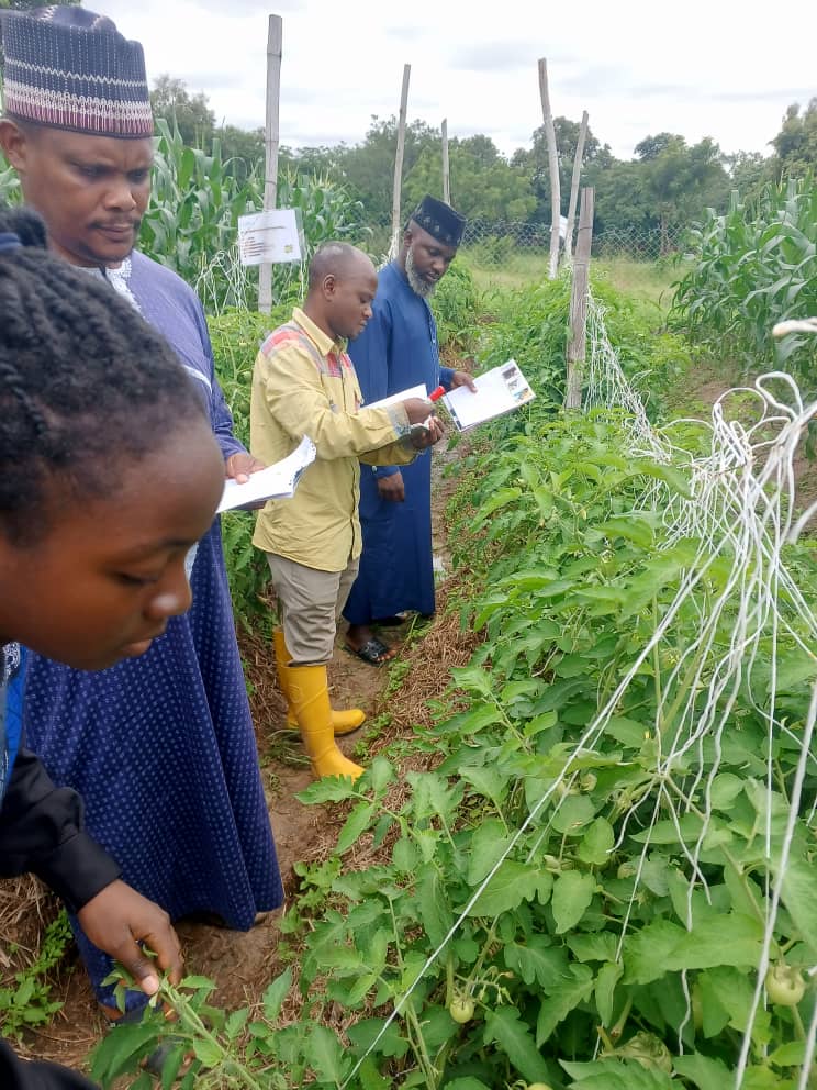 People monitoring plants during action research in Nigeria