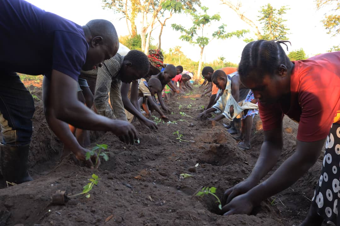 Farmers practice transplanting in West Nile