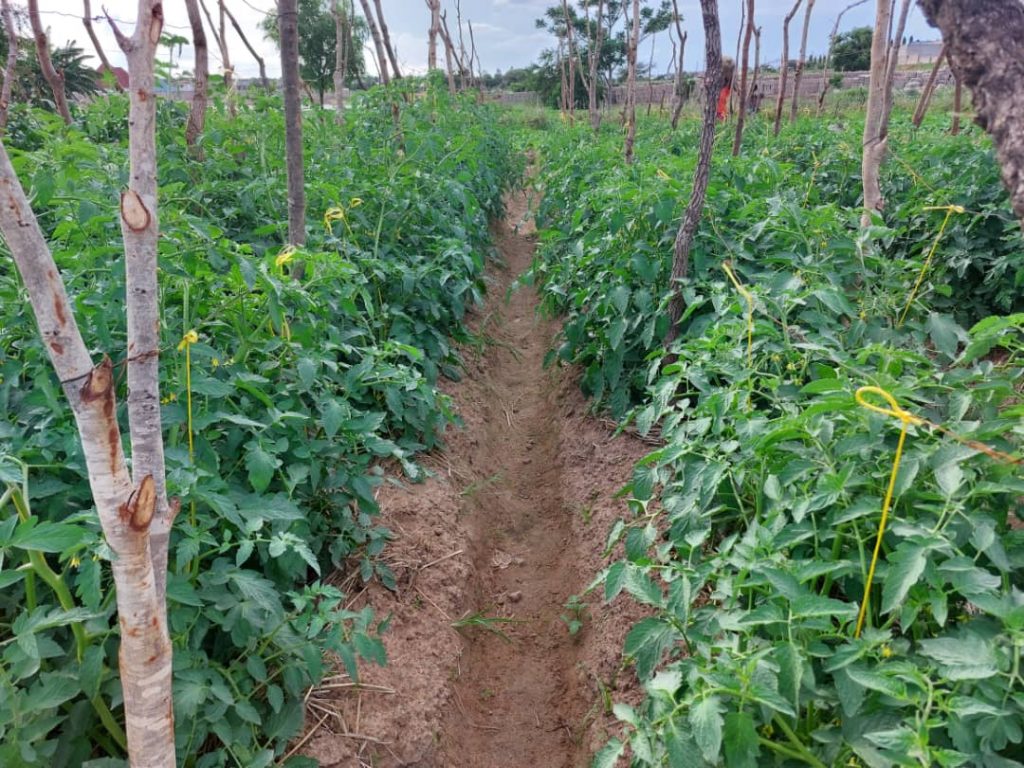 learning farm in Tanzania
