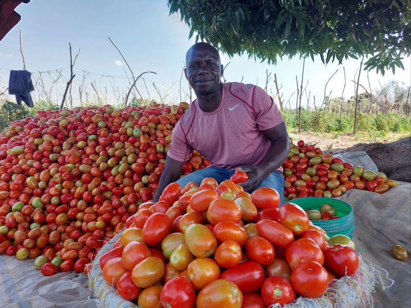Hamisi Kibasu Mzinga with lots of tomatoes