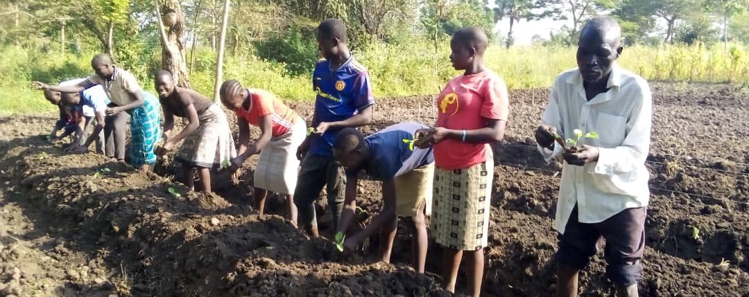 Farmer transplanting in Omugo sub-county, Uganda