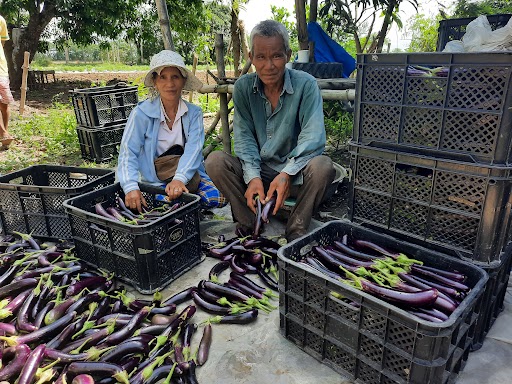 Farmer Mario Ignacio and his wife, Levilita Ignacio, pack eggplants neatly into crates.