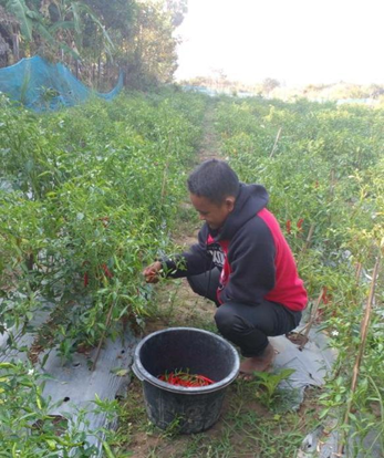 farmer Saw Myo Min Thein harvesting peppers