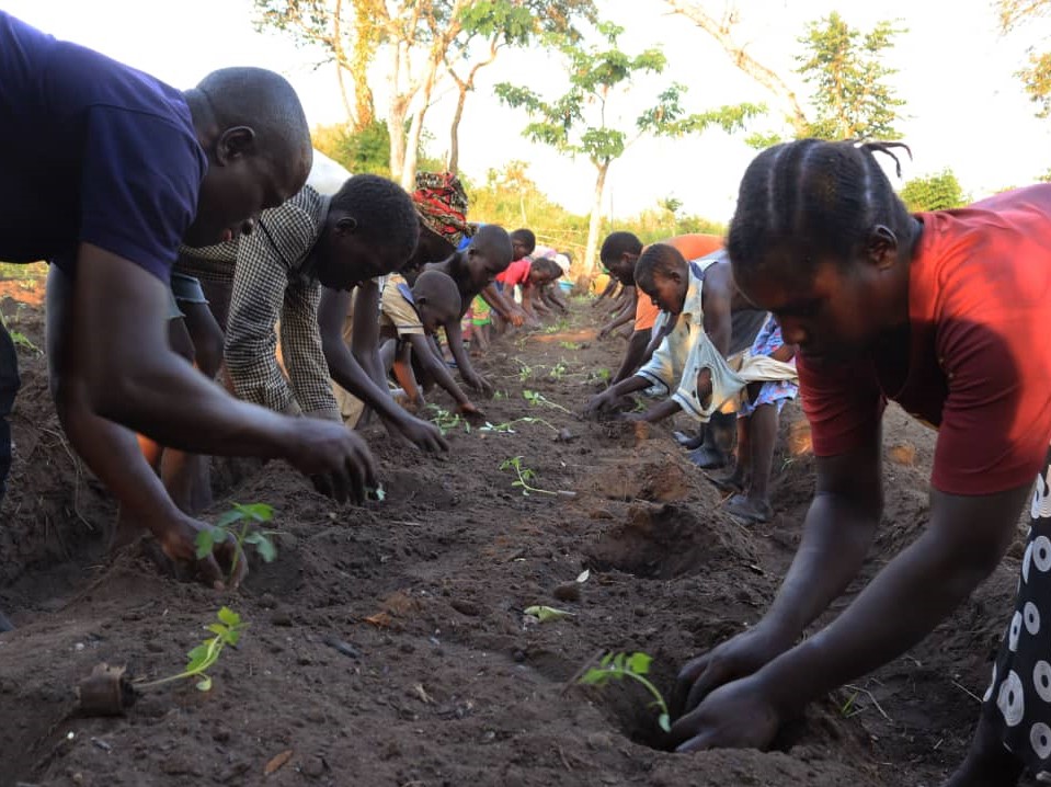 Farmers practicing transplanting in West Nile