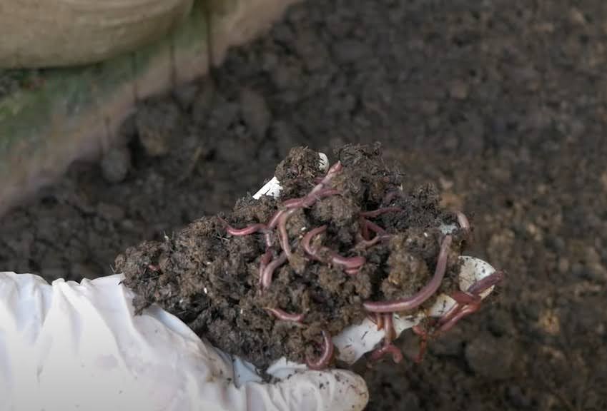 hand holding vermiculture worms and soil