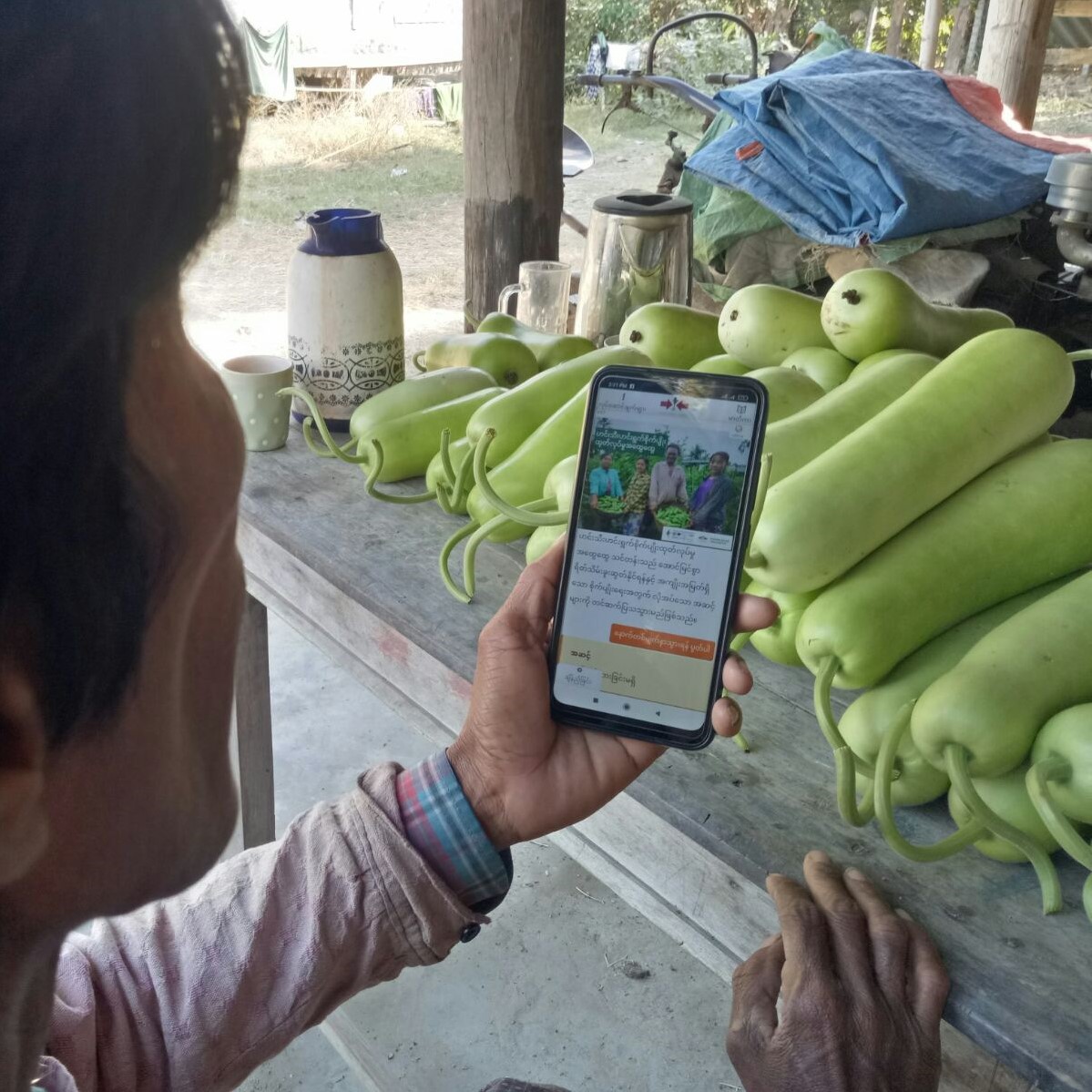 A farmer looks at their phone, which is showing the VeggieTap interface