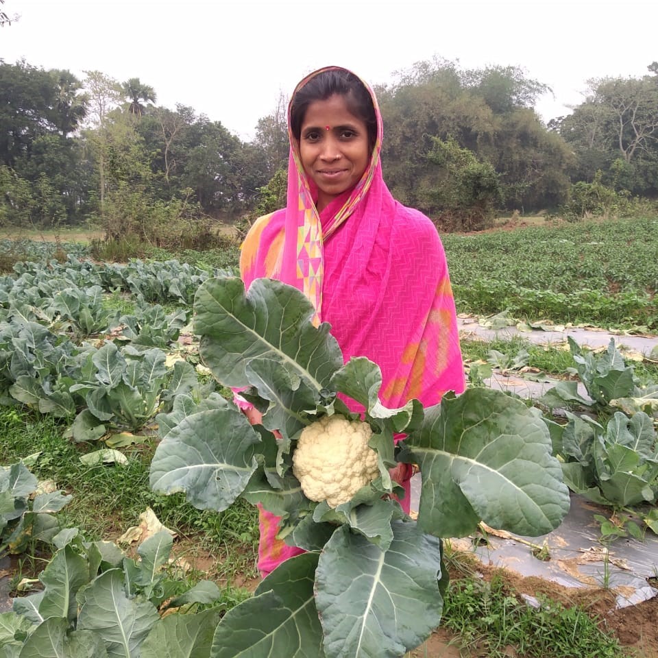 Farmer Jayanti Tarei holds a head of cauliflower in her field