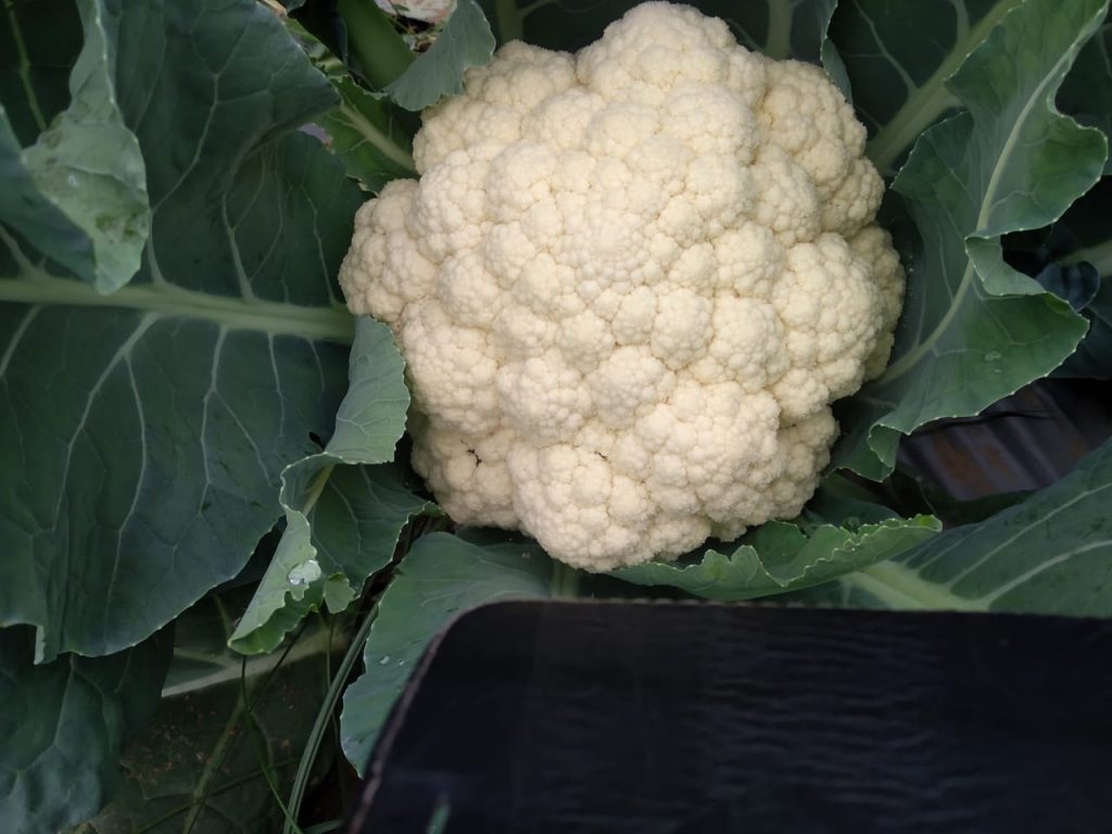 Cauliflower from Jayanti's field