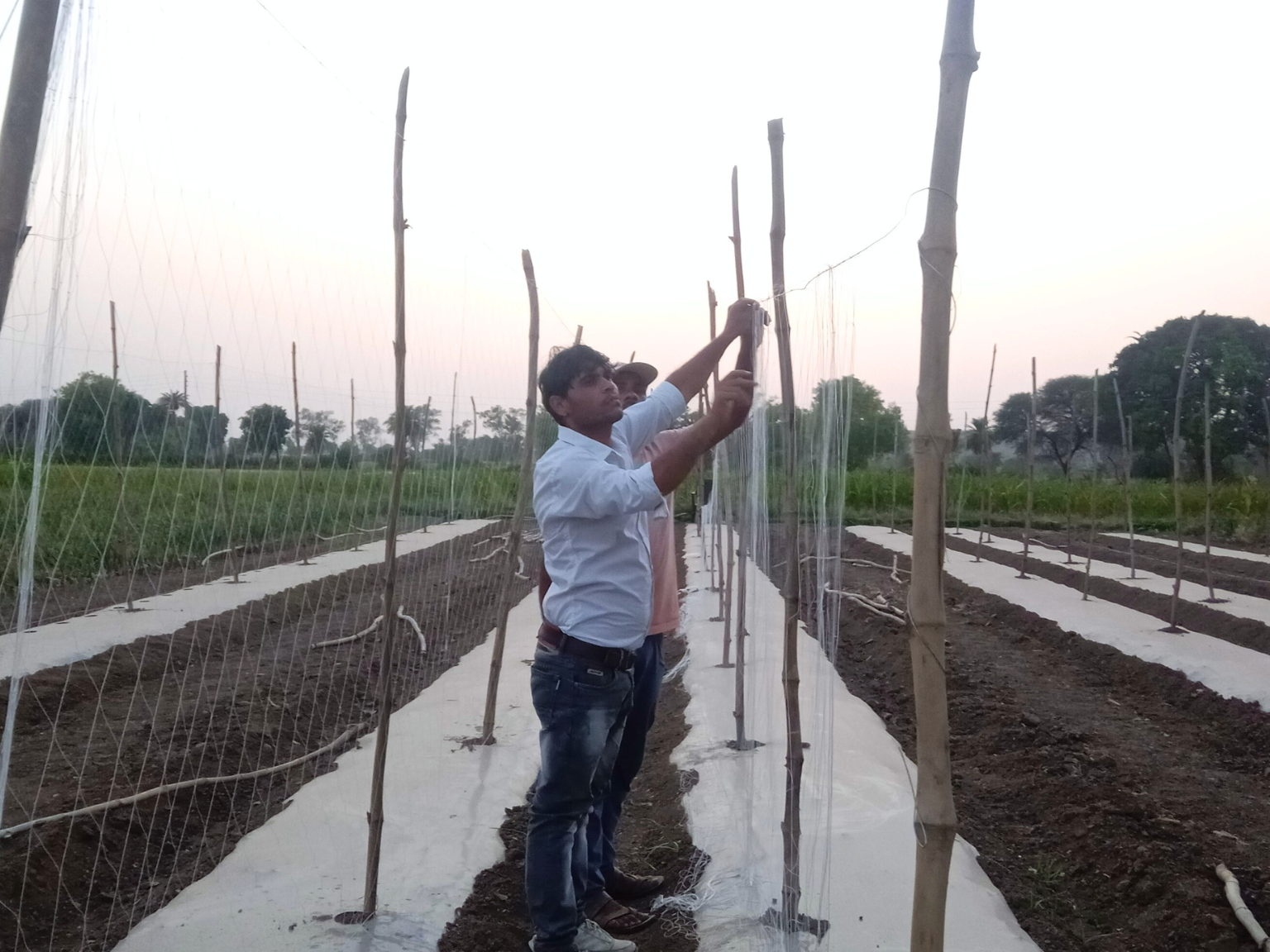 Farmer being trained on how to setup trellis structure