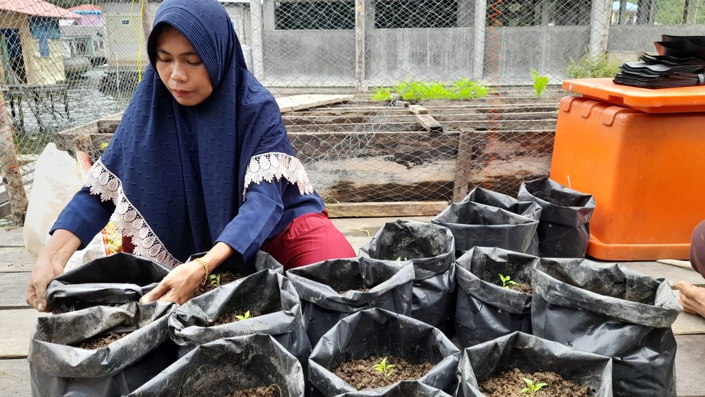 Nurmi transplants pepper seedlings into bags of soil