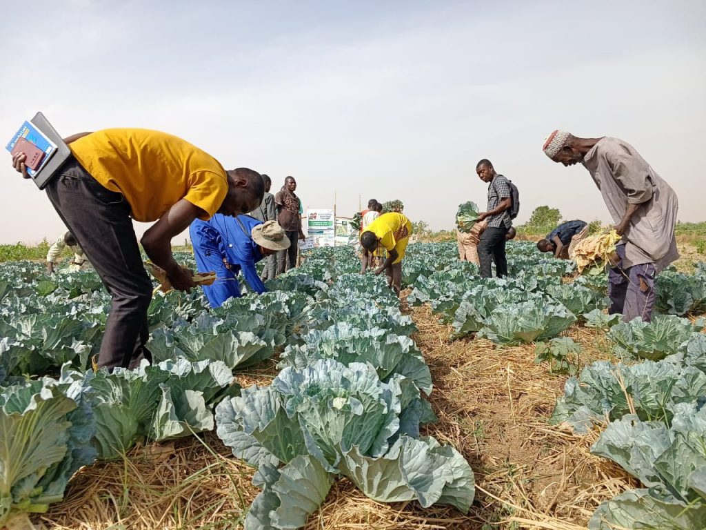 farmers and staff pruning old leaves from cabbage plants in Nigeria