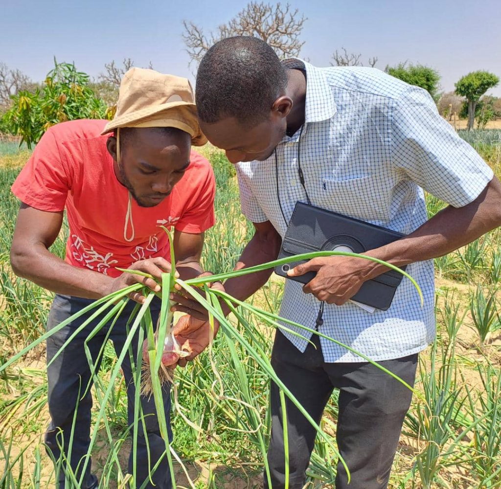 two Technical Field Officers from Ghana inspect plants for pests and diseases in Nigeria