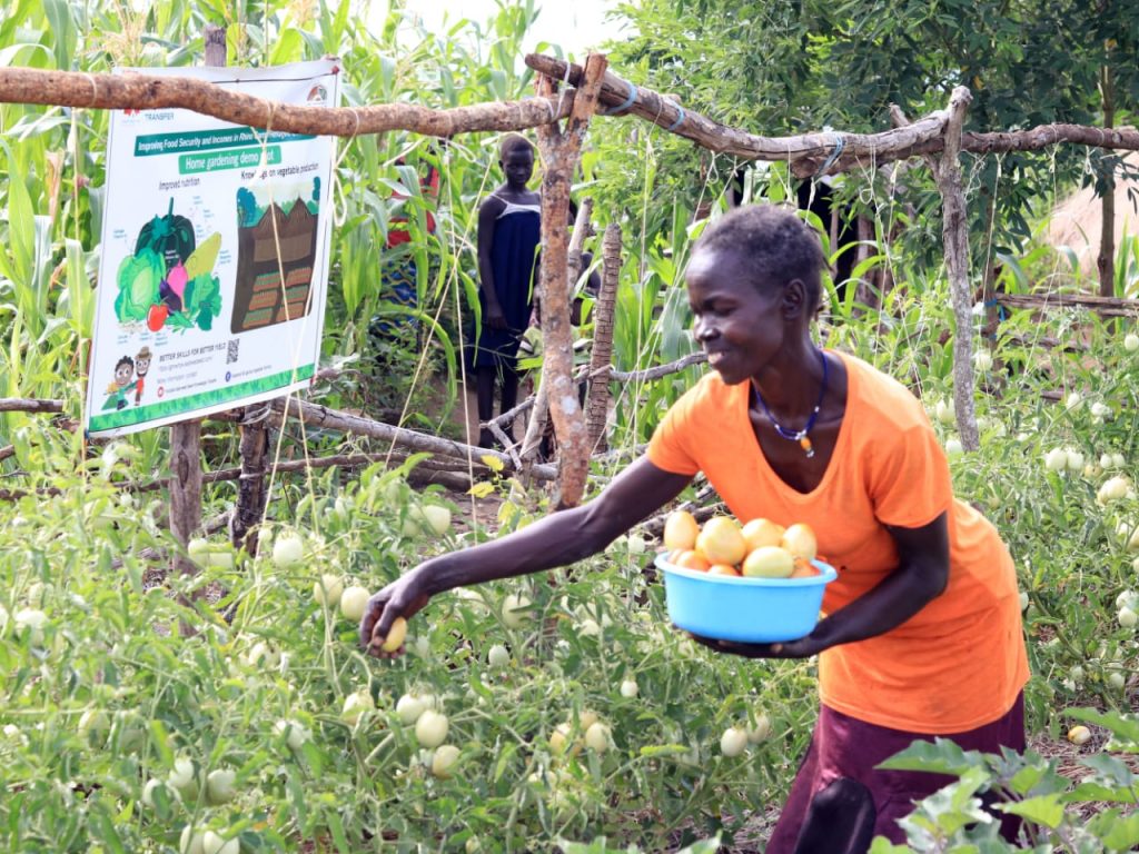 farmer Cicilia Adare harvests tomatoes in her home garden in Omugo Refugee Settlement