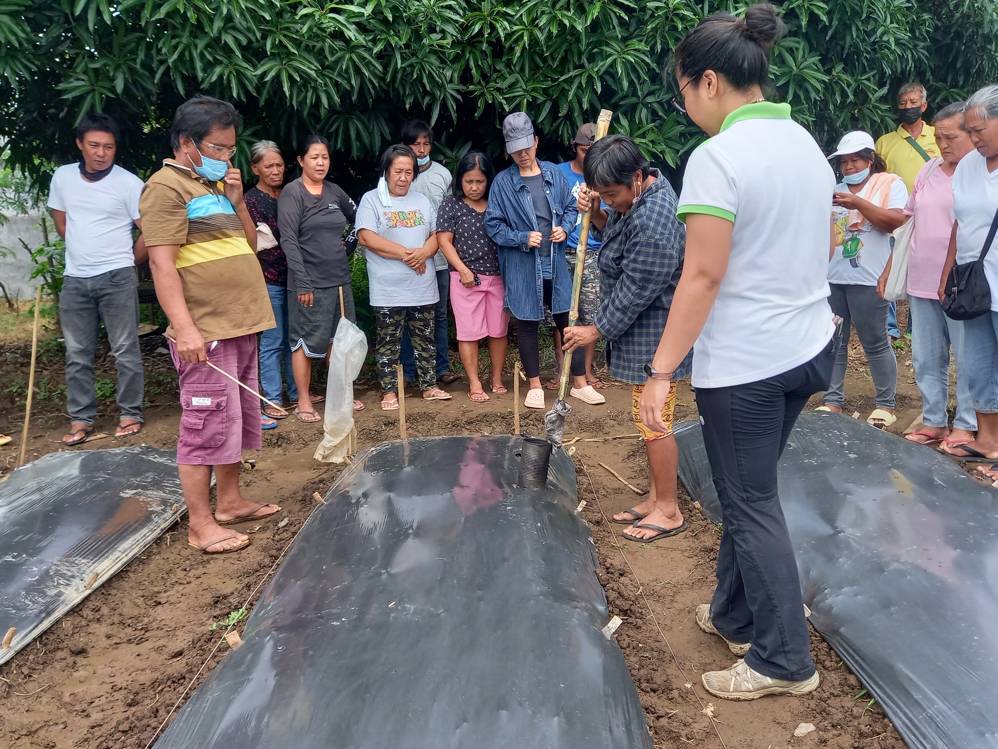 staff guiding farmers in using plastic mulch