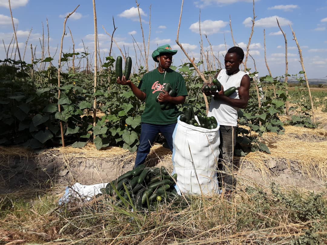 staff member and farmer harvesting and bagging cucumbers