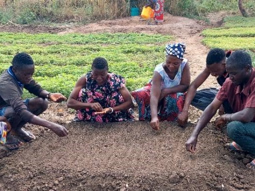 Group of farmers sow seeds in ground nursery