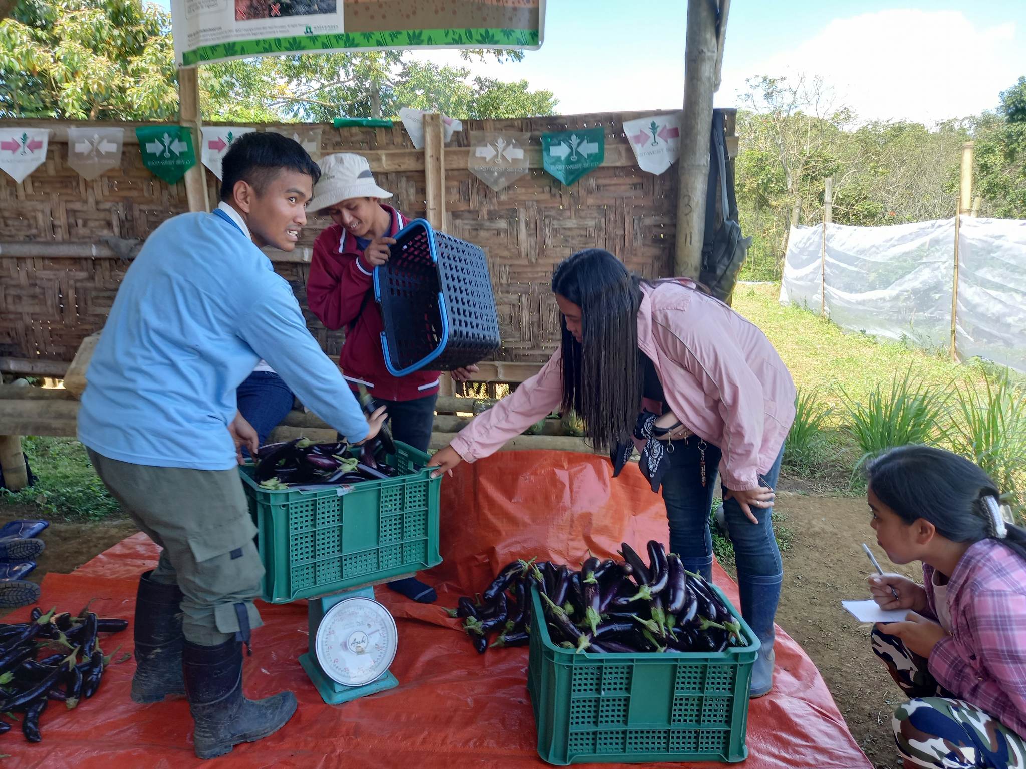 university students weighing eggplants