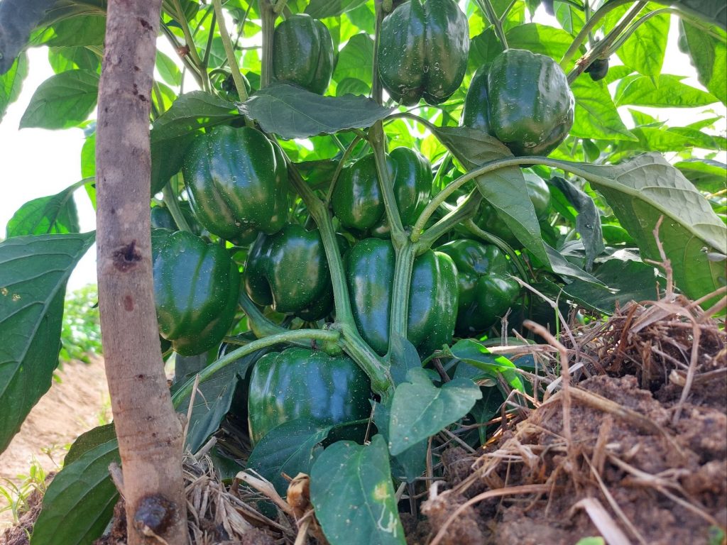 Green peppers growing at the learning farm.