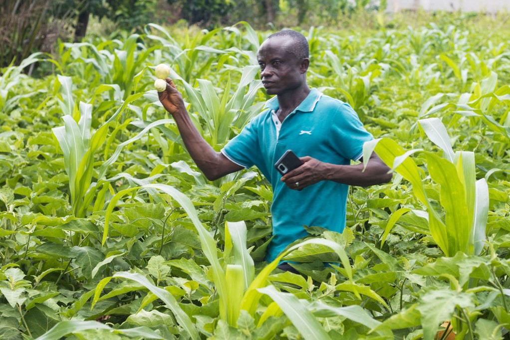 Farmer Victor Gyamfi in his field