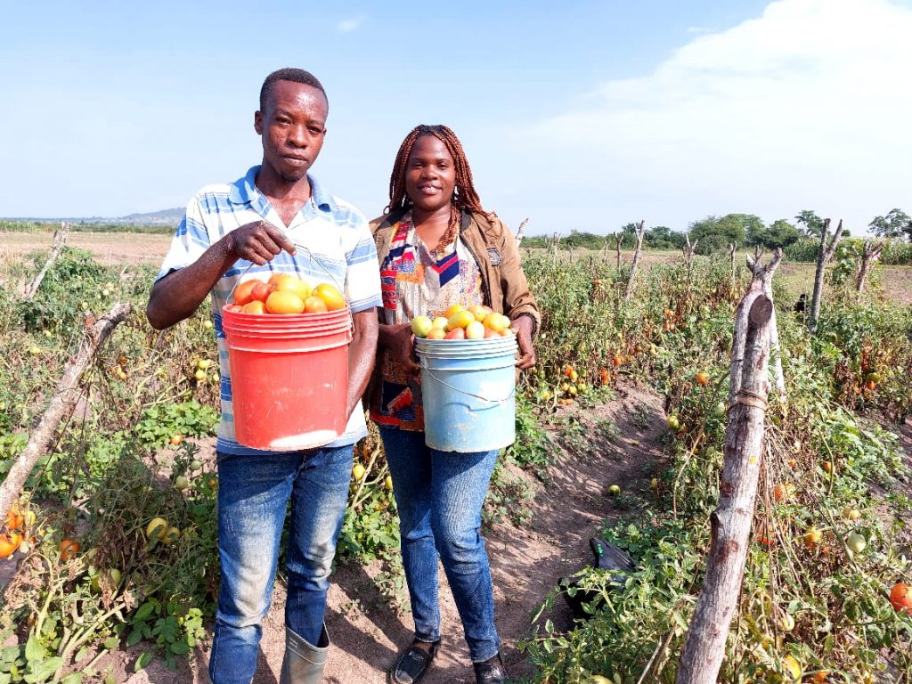 Farmer Pascali Juma and Technical Field Officer Lydia Mkopa hold buckets of tomatoes in Pascali's field.