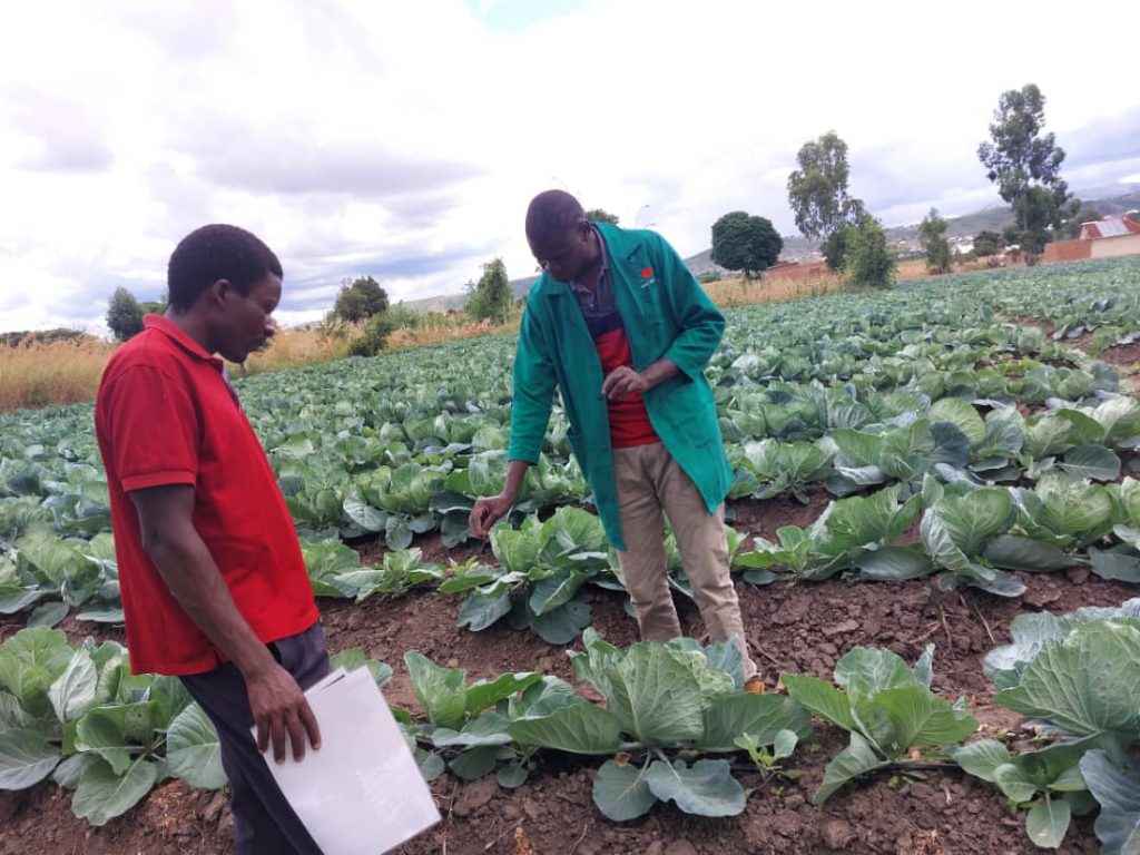 Technical Field Officer Masam Sudi and a farmer look down at a cabbage in a cabbage field.