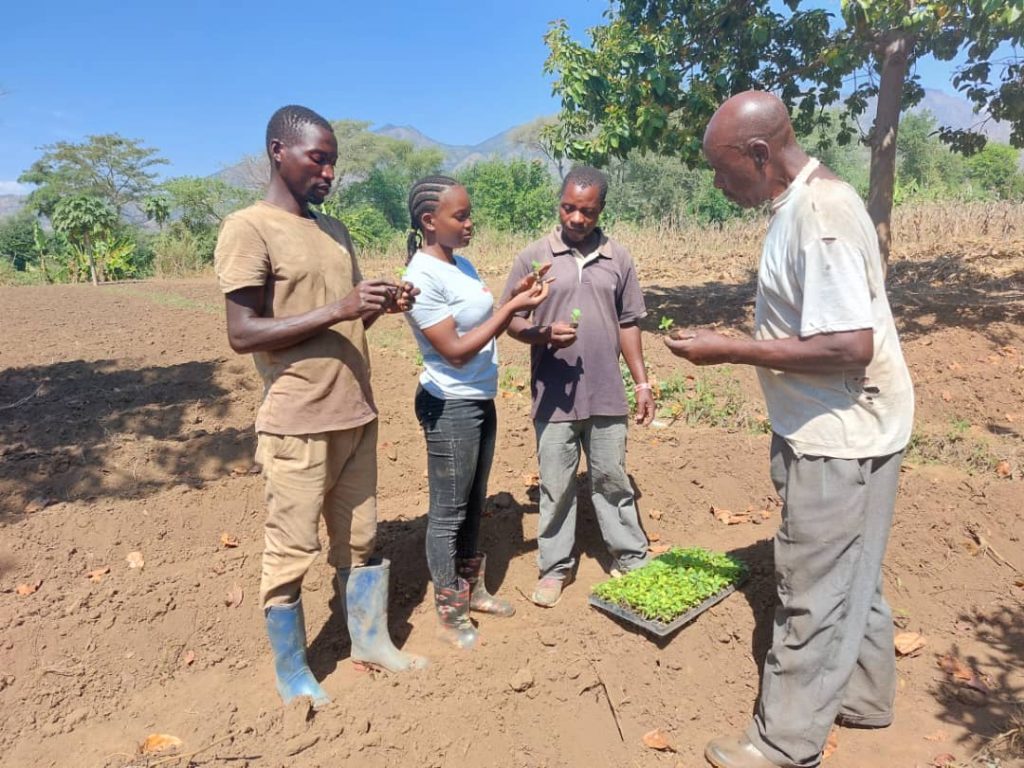 Technical Field Officer Hellena Haule and three farmers hold seedlings in preparation for transplanting them to the field.