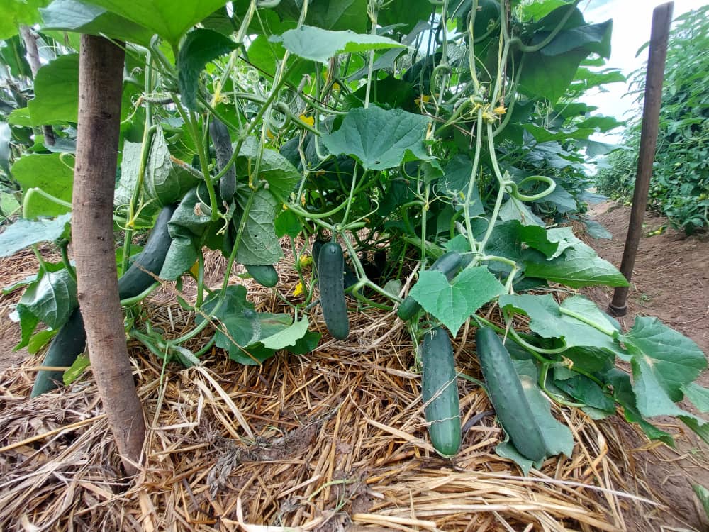 Cucumbers on the vine at the learning farm.