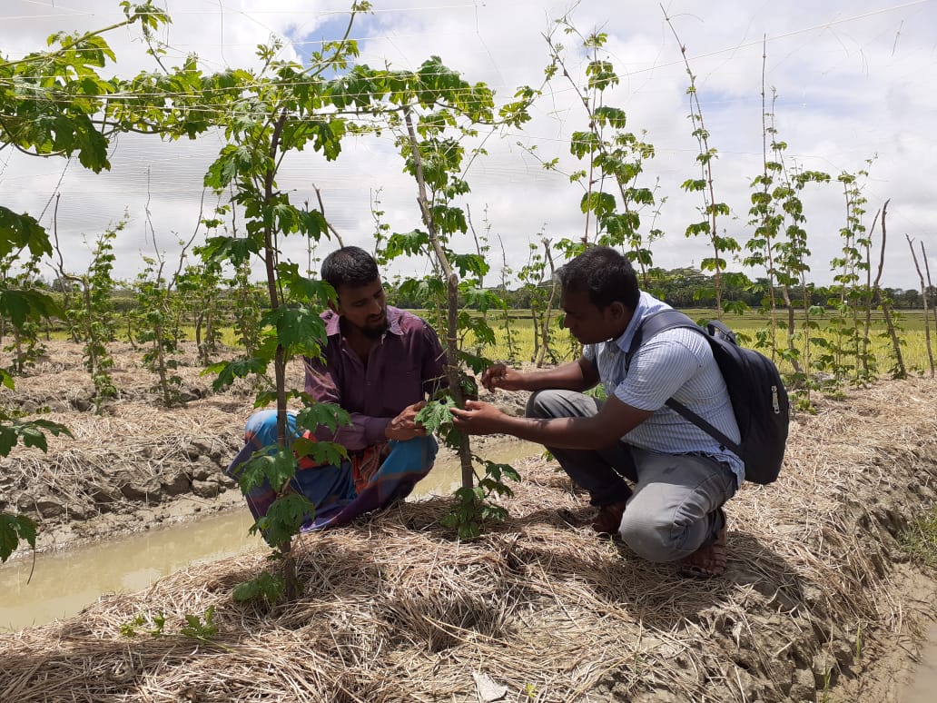 working with a demo farmer Md. Habibur Rahman
