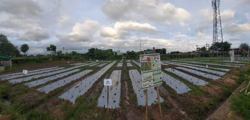 Layout of rows for action research at Center of Excellence learning farm.