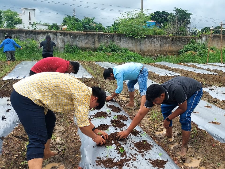 EWS-KT India staff transplanting seedlings into prepared rows for action research at the Center of Excellence in Odisha, India.