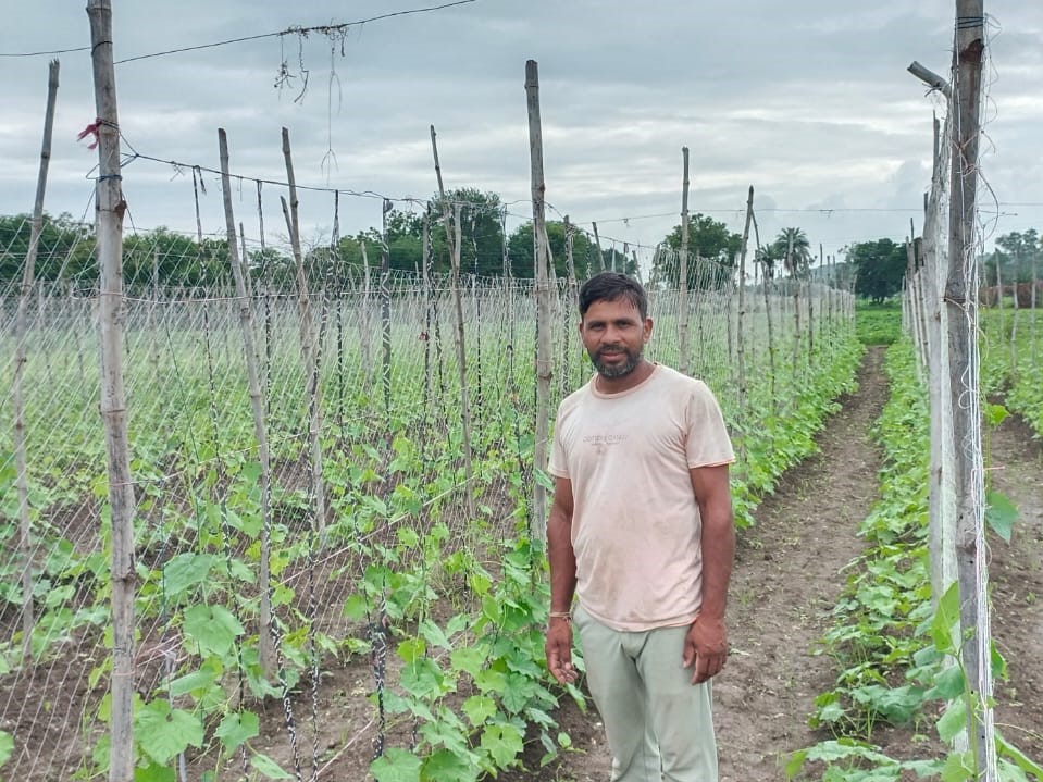 Sanjay Patidar stands between rows of trellised crops.