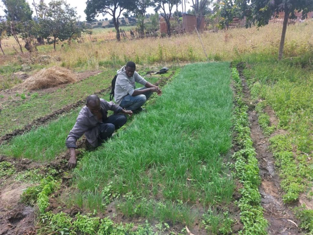 Technical Field Officer Masam Sudi and a farmer next to an onion bed.