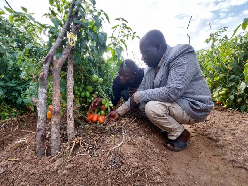 Technical Specialist Mganga Togolai and a visiting farmer crouch to examine ripe tomatoes growing at the learning farm.