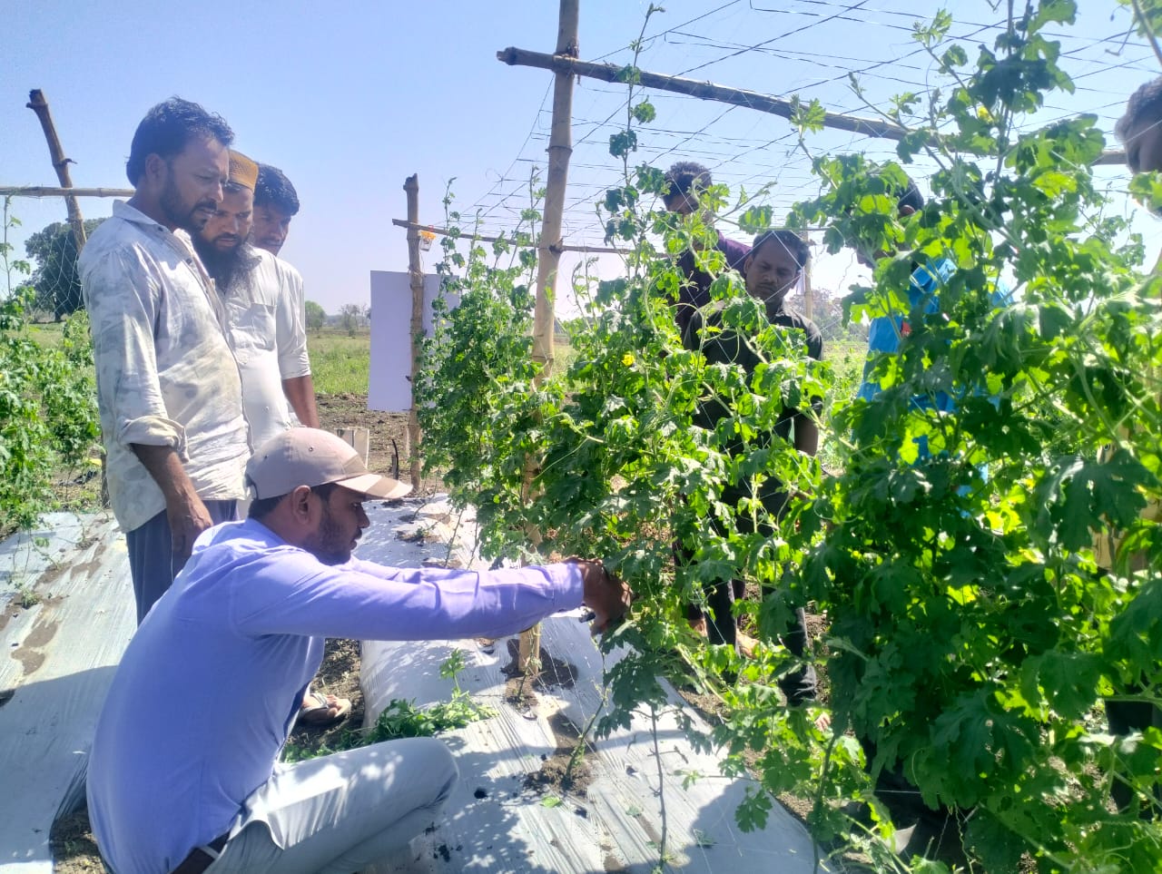 groups of farmers watch EWS-KT staff as he demonstrates pruning technique