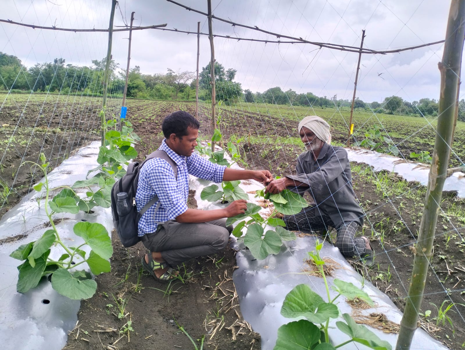EWS-KT staff and older farmer adjust trellising around a plant