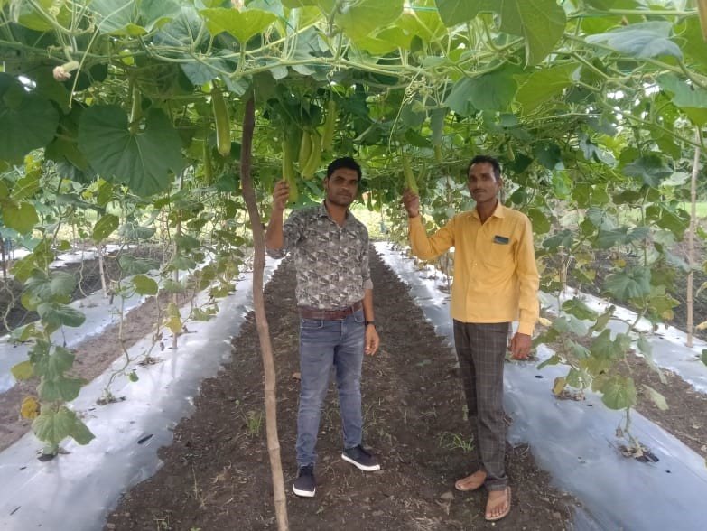 Two men beneath a canopy of gourd plants
