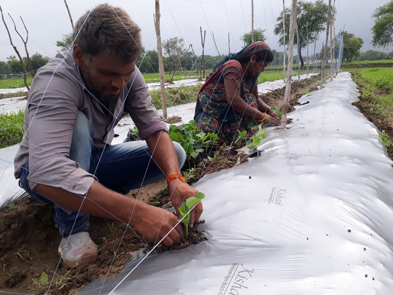 Male farmer and female farmer plant seedlings in their field