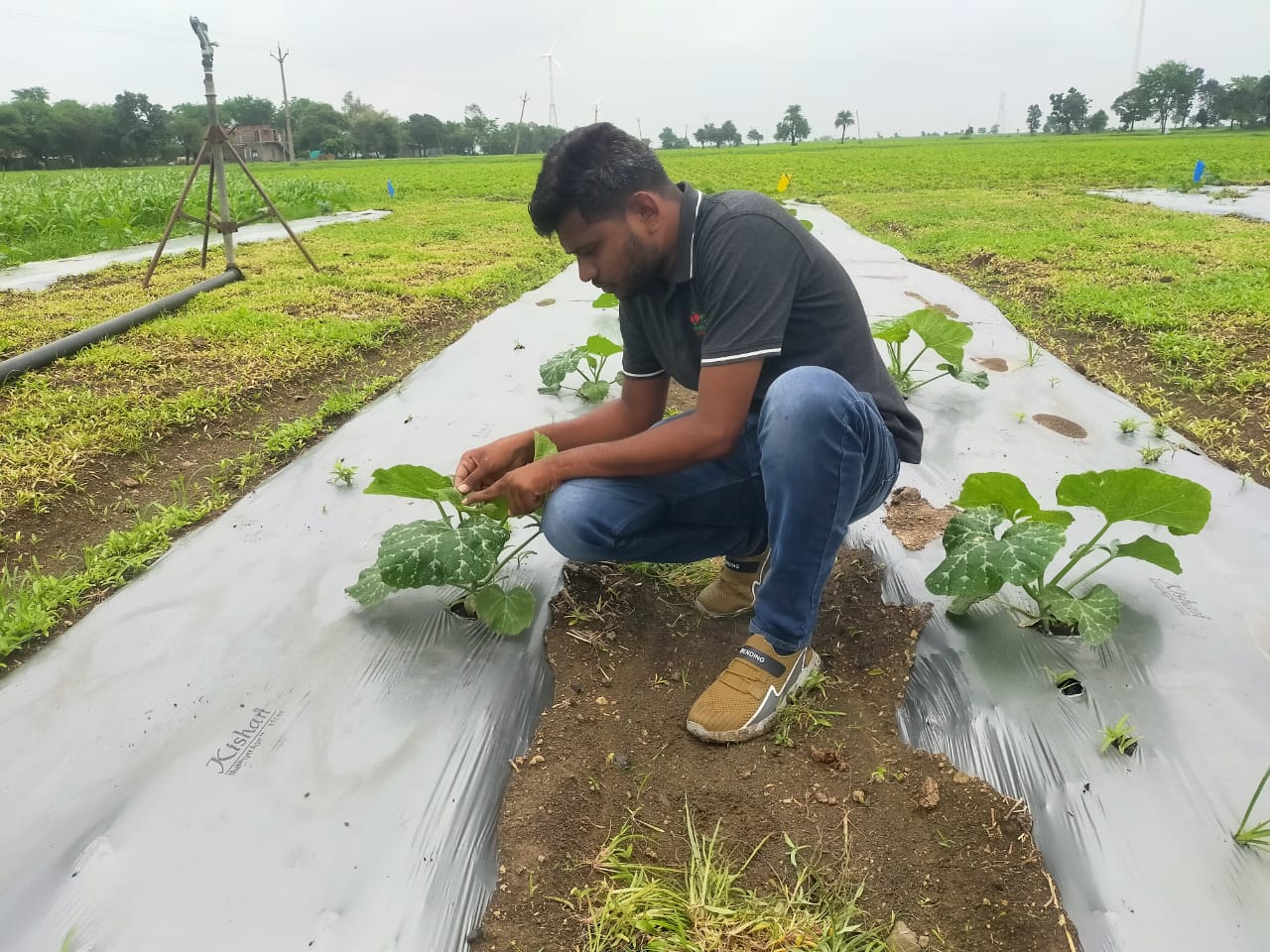 EWS-KT staff member inspects low-growing plants in a farmer's field